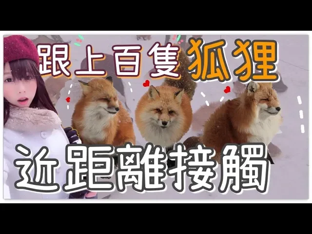 【狐狸村】跟上百隻狐狸超近距離接觸,遇到超狂餵食秀,狐狸的大暴走